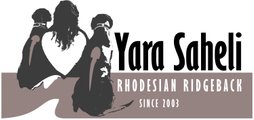 Yara Saheli